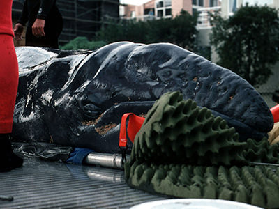 A whale being transported